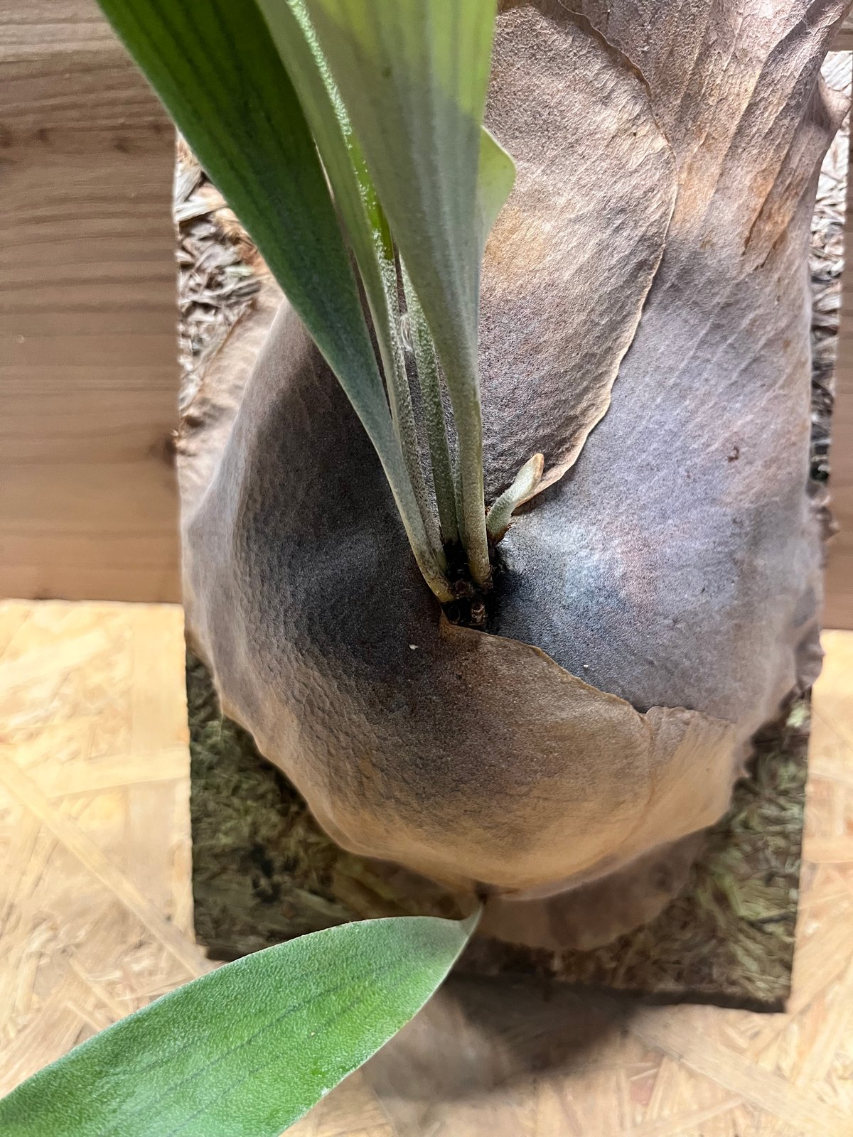 ビカクシダ メラメラ | GREEN LUCK