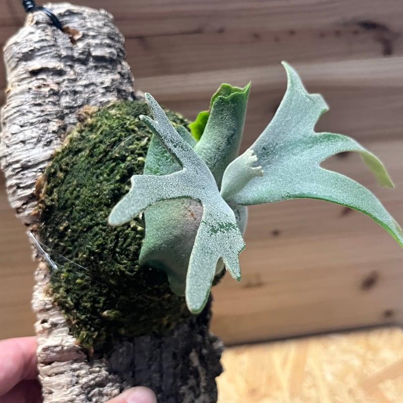 Grace sporeling グレーススポア ビカクシダ Grace sporeling グレーススポア ビカクシダ Grace sporeling