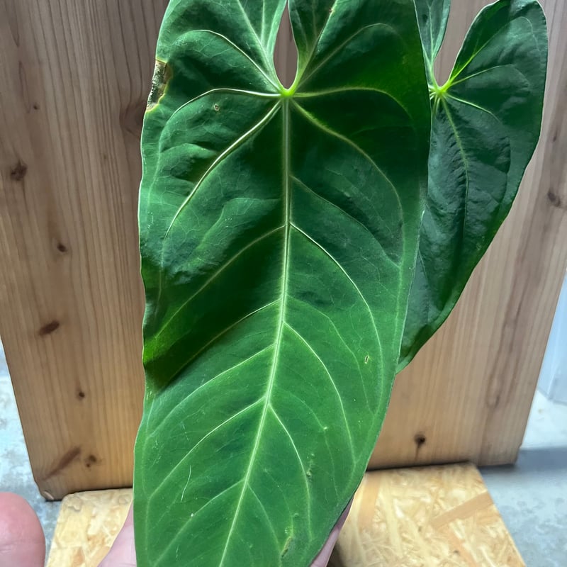 アンスリウム メタリカム | GREEN LUCK