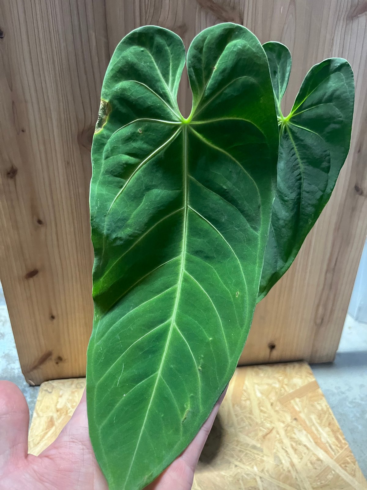 184 llicum メタリカム　アンスリウム　Anthurium 184 llicum メタリカム アンスリウム Anthurium アンスリウム