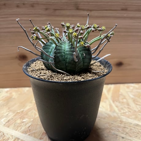 STORES コーデックスの検索結果