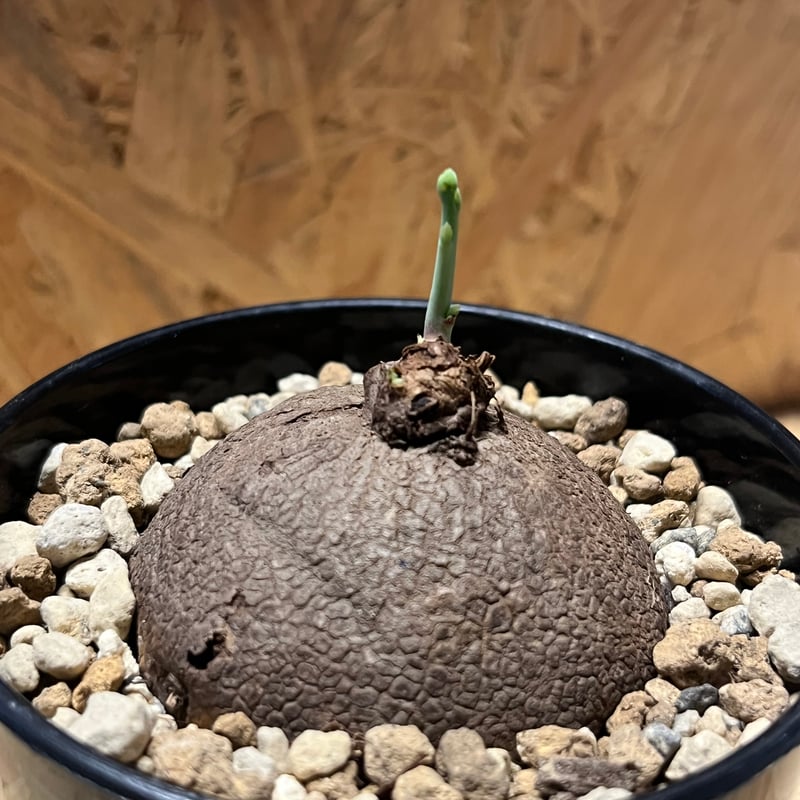 ステファニア エレクタ | GREEN LUCK