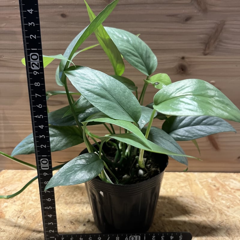 エピプレナム ピナツム セブブルー | GREEN LUCK