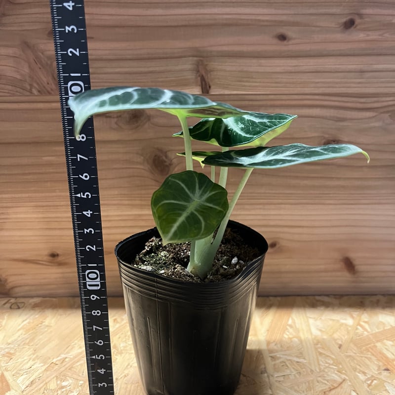 Alocasia ninja NO4・ Bambino pink NO2 2株 Alocasia ninja NO4・ Bambino pink NO2 2株 - メルカリ