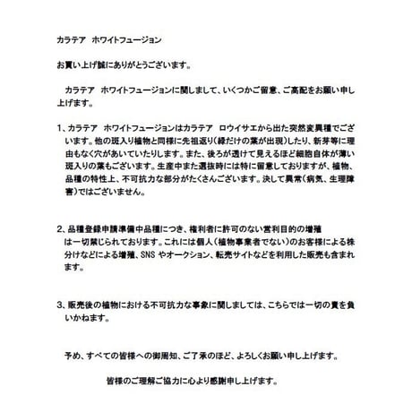 カラテア　ホワイトフュージョン
