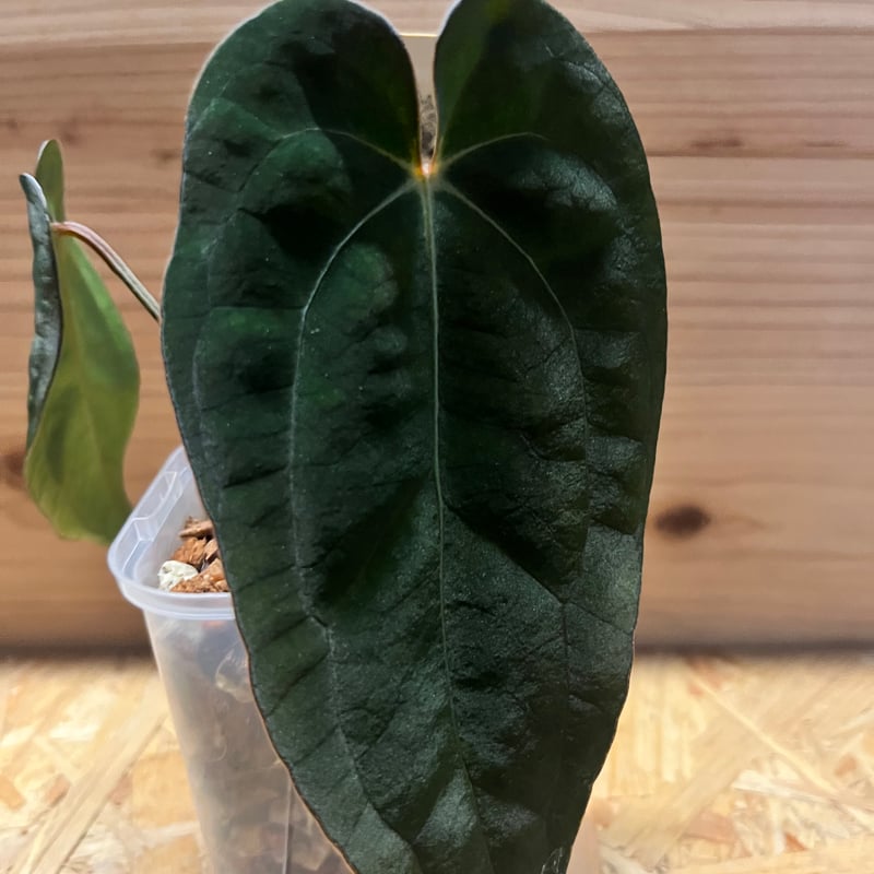 Anthurium Carlablackiae/アンスリウム カーラブラッキー⑨ アンスリウム カーラブラッキー×アントラキー×エースオブスペード