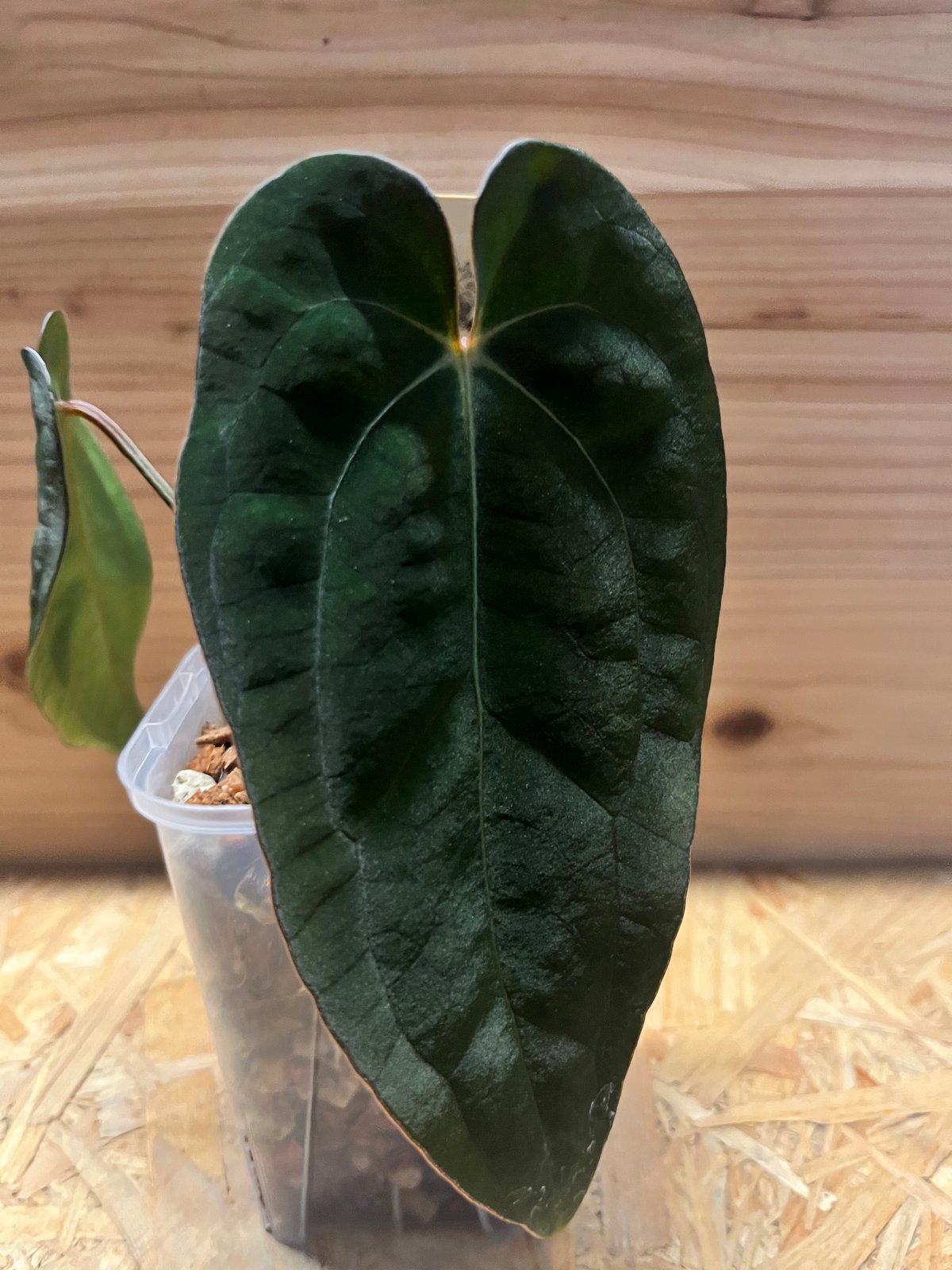 ガラクーシア　アンスリウム　AOS 選抜株 ガラクーシア アンスリウム AOS 選抜株 ガラクーシア様専用