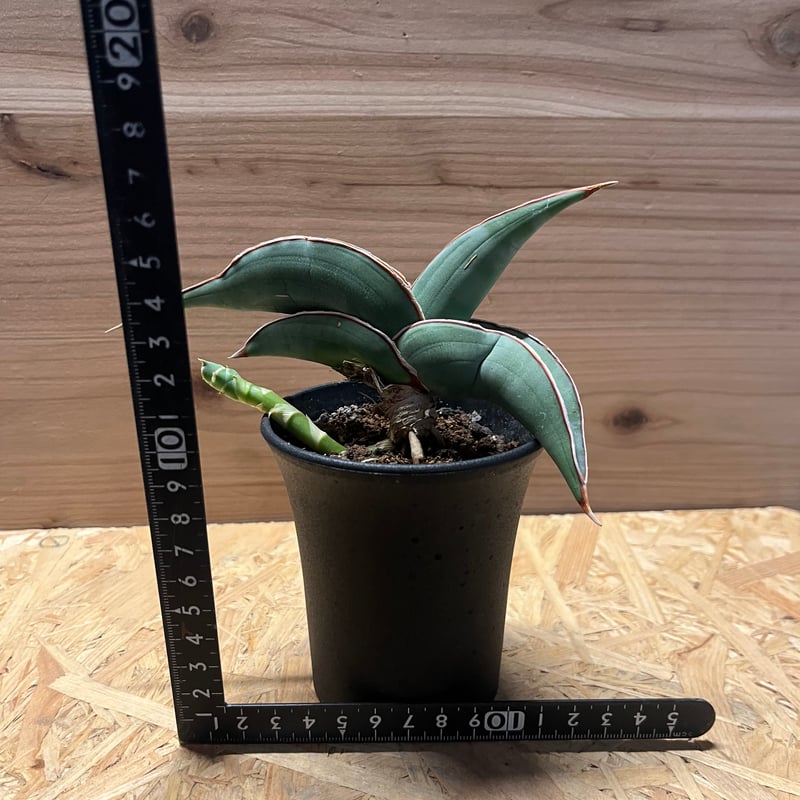 サンスベリア バナナ | GREEN LUCK