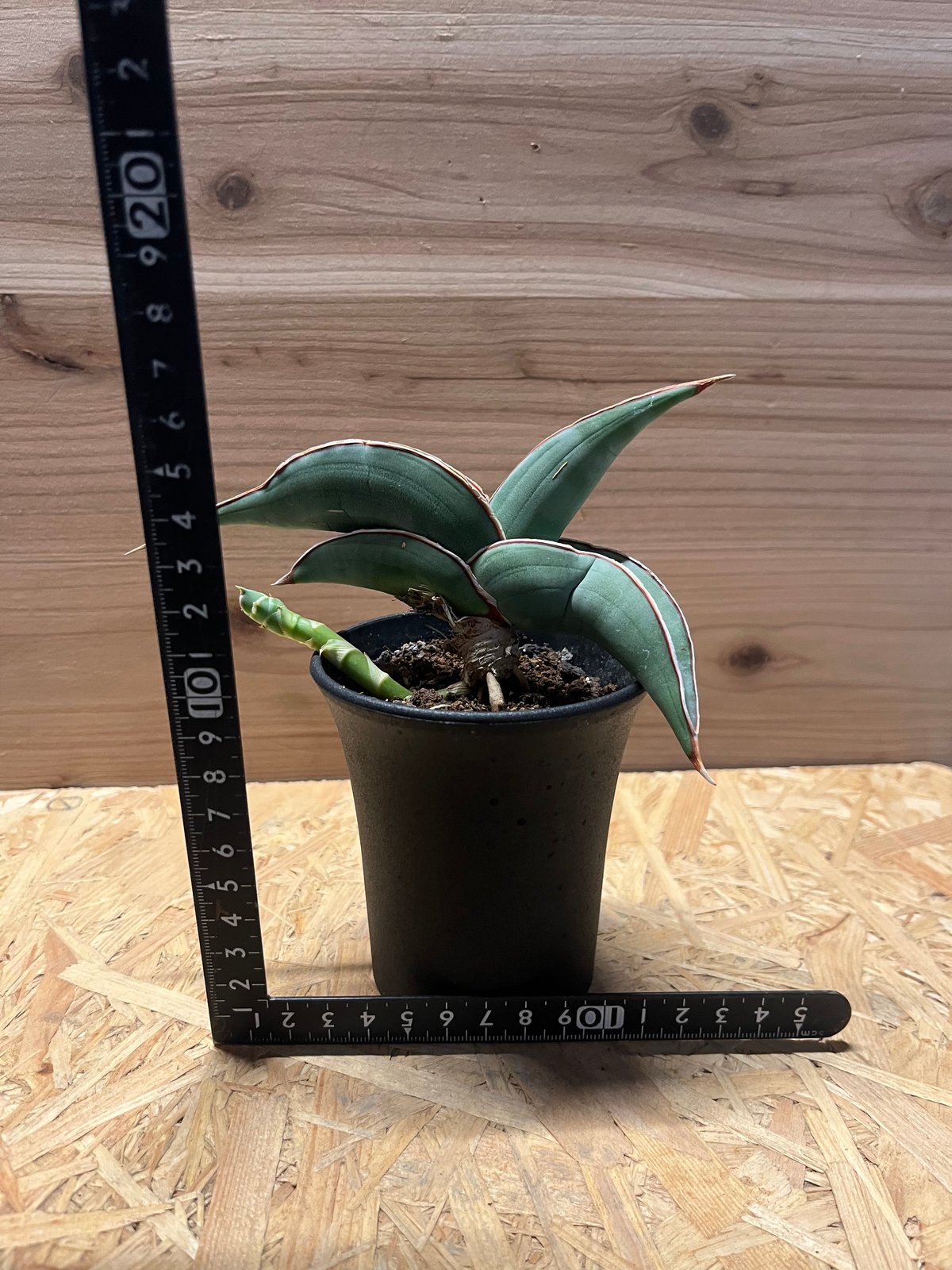 サンスベリア バナナ | GREEN LUCK