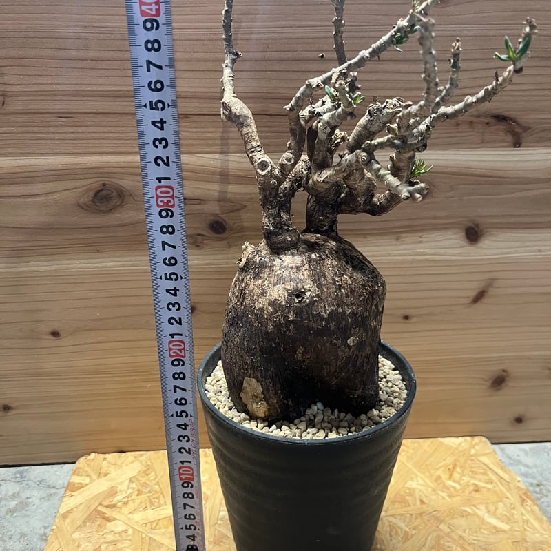 パキポディウム ビスピノーサム | GREEN LUCK