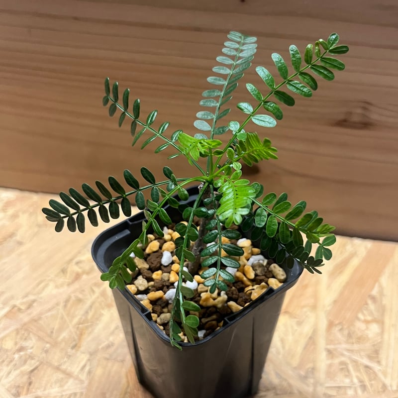 ブルセラ ミクロフィラ | GREEN LUCK