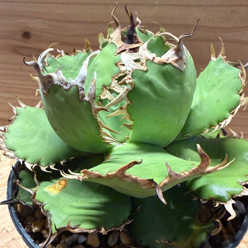 アガベ チタノタ 'フィリグリー' | GREEN LUCK