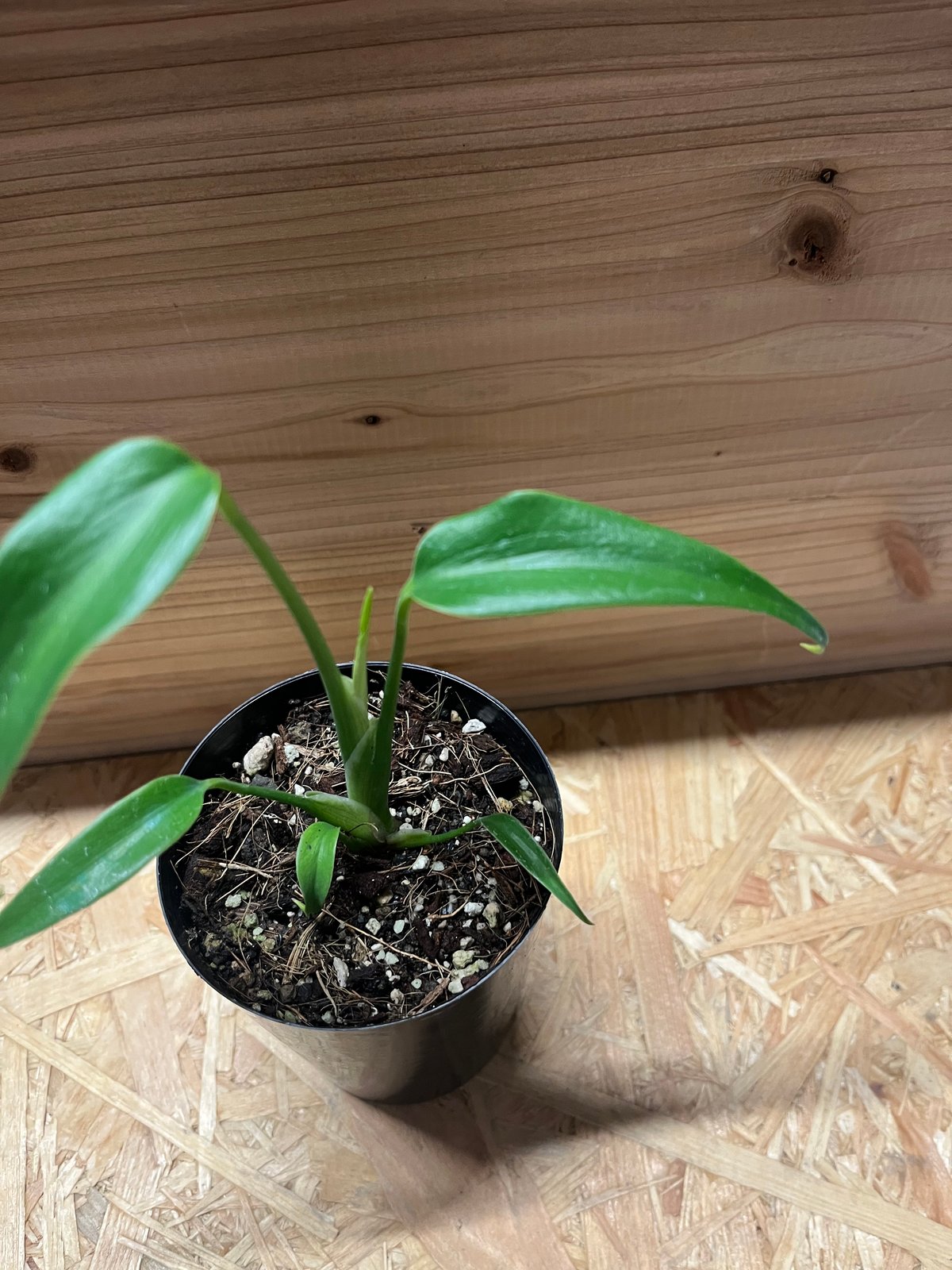 モンステラ ディラセラータ バールマルクスフレーム | GREEN LUCK