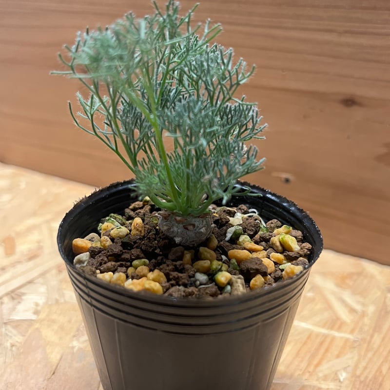 モンソニア ペニクリナム M.peniculinum 美株 モンソニア ペニクリナム | GREEN LUCK