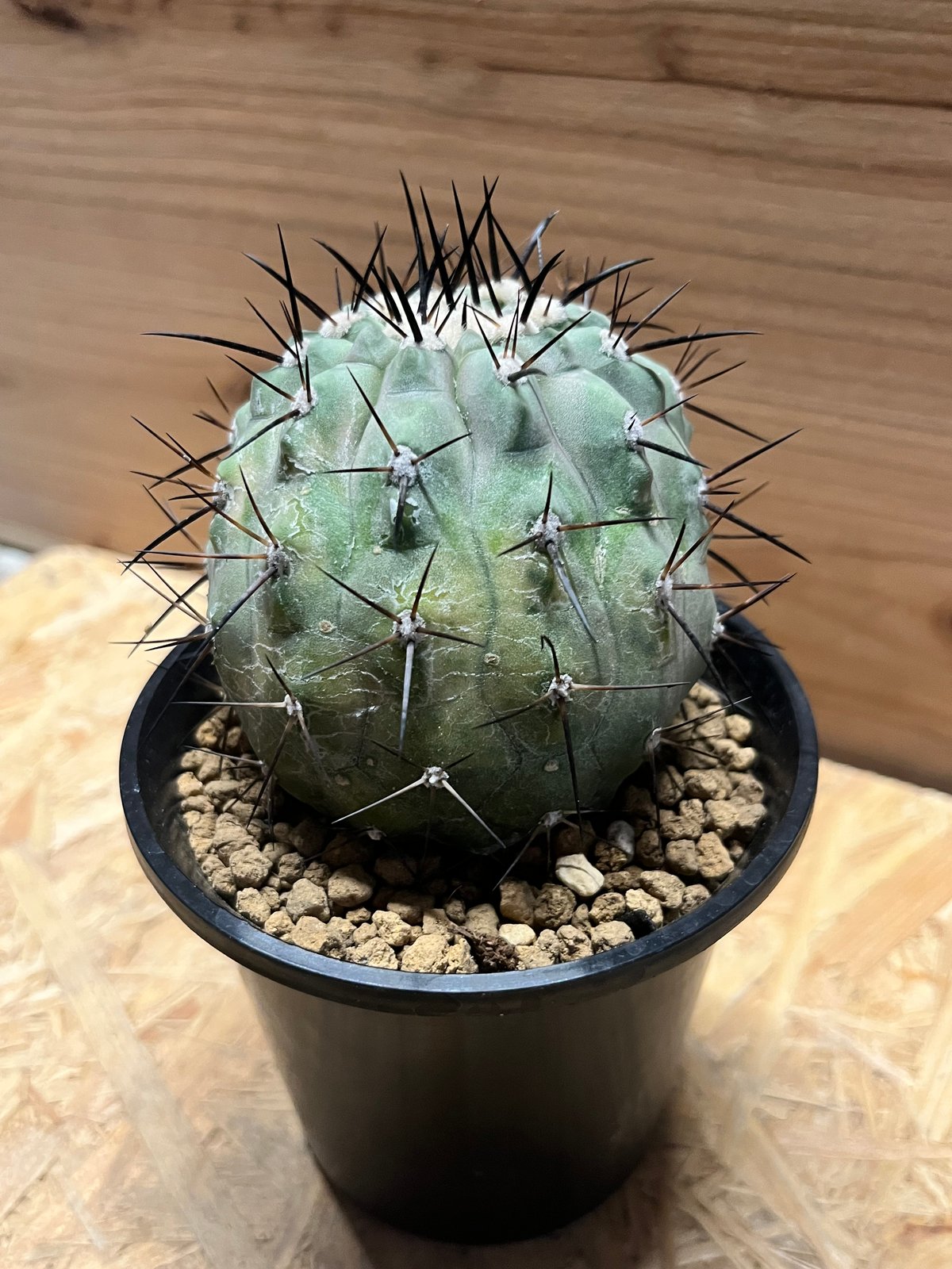 コピアポア シネレア 黒王丸 接おろし | GREEN LUCK