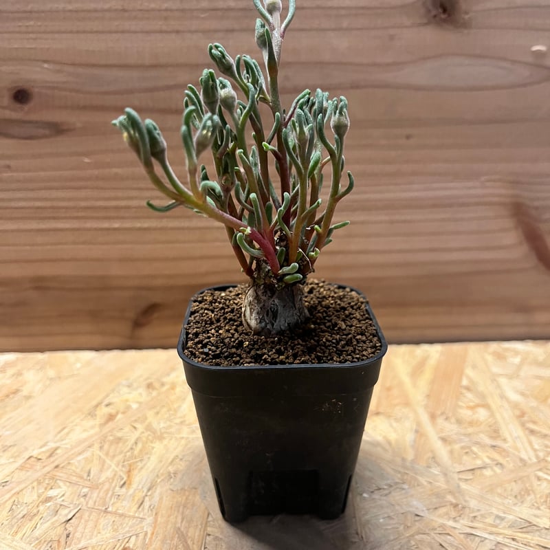 フィロボルス テヌイフロルス | GREEN LUCK