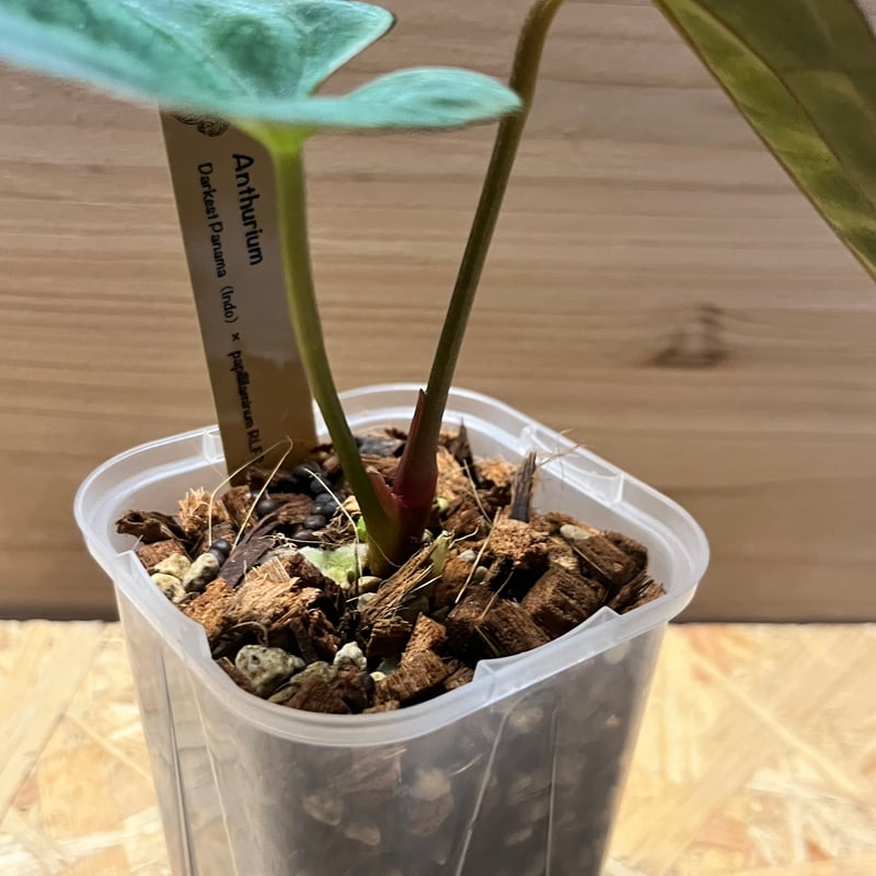 アンスリウム ダーケストパナマ×ソウルリーパー | GREEN LUCK