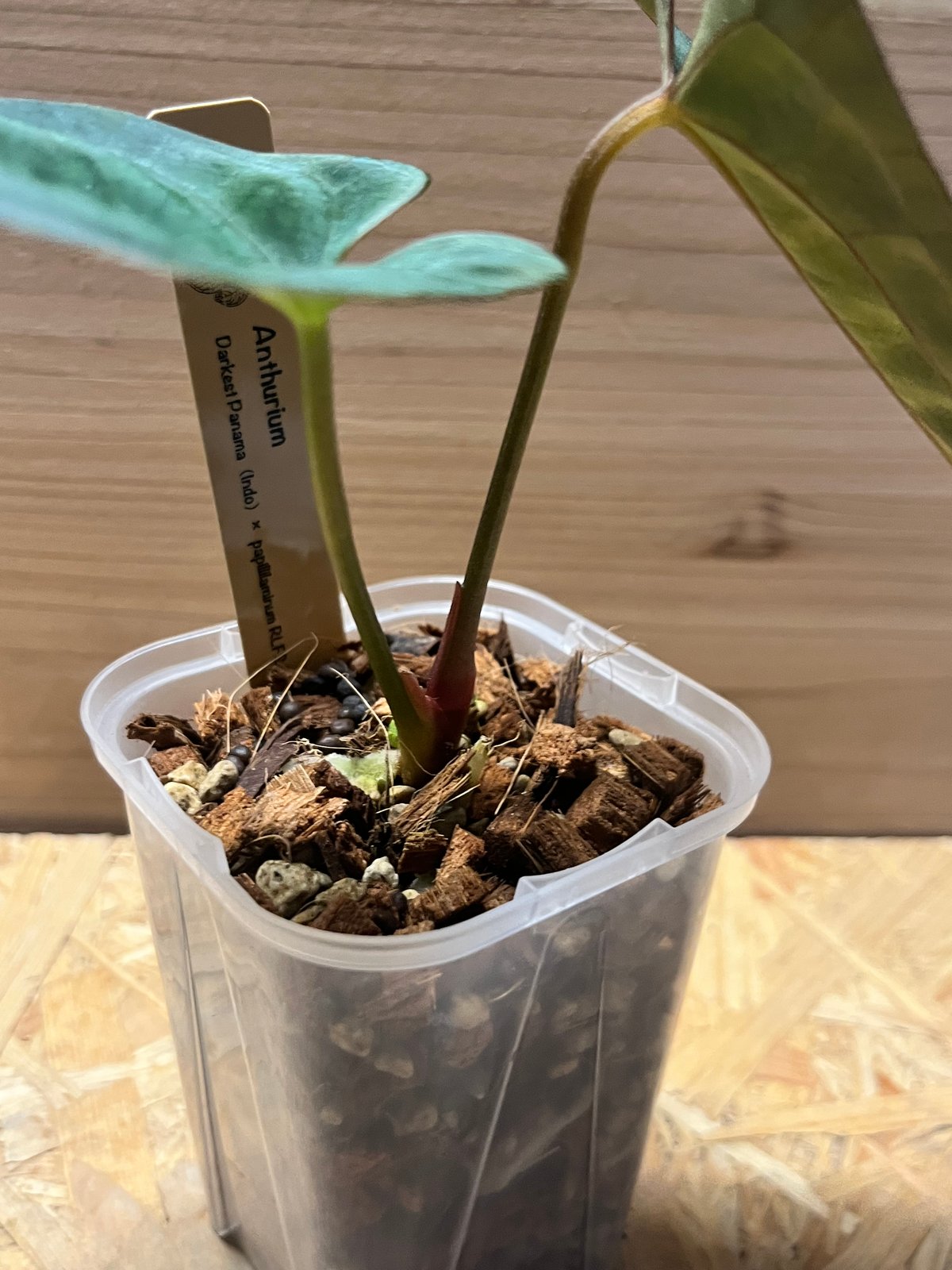 アンスリウム ダーケストパナマ×ソウルリーパー | GREEN LUCK