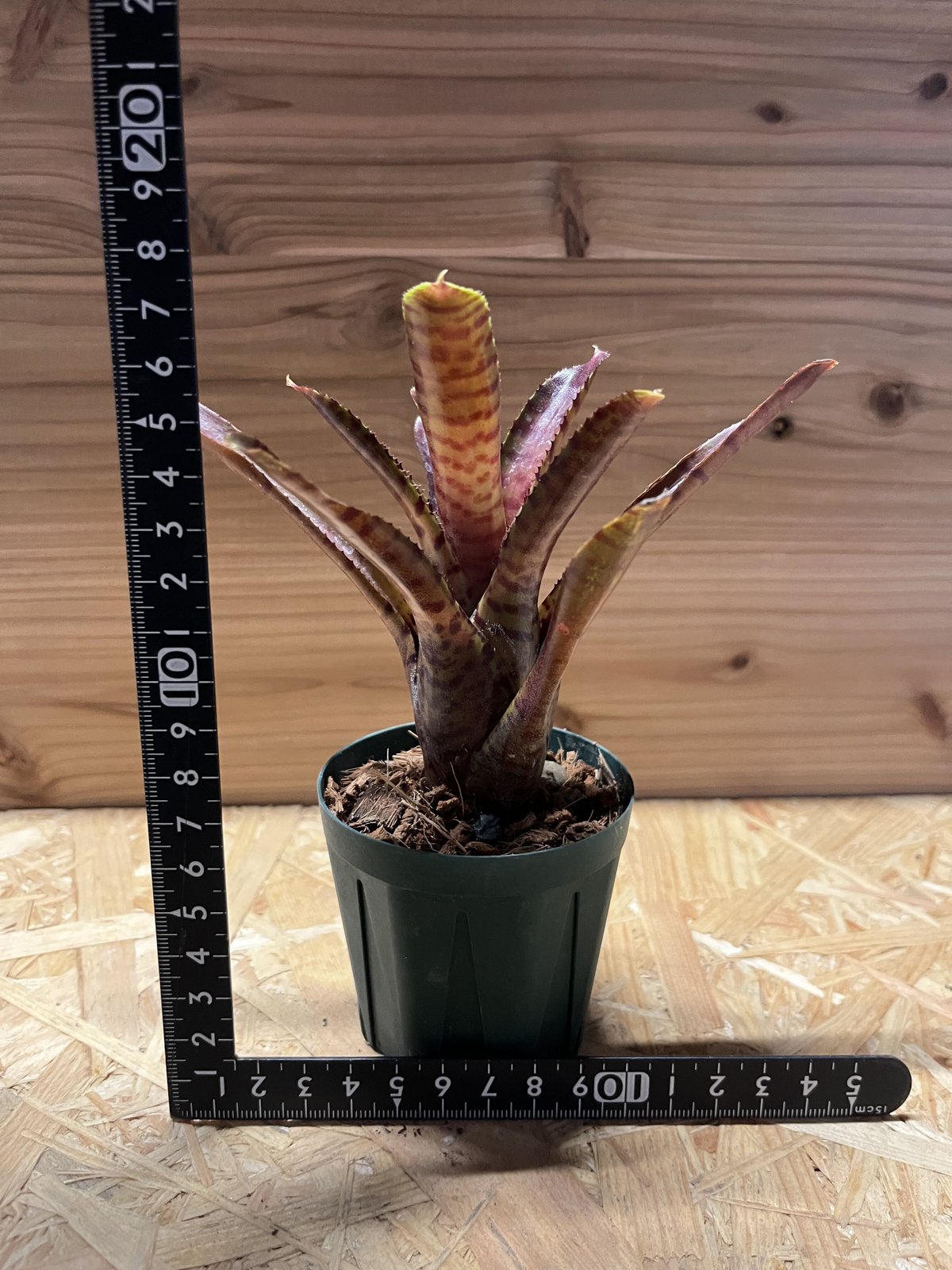 ジェリーキャット　クロコ　廃盤　レア img_50058719.jpg