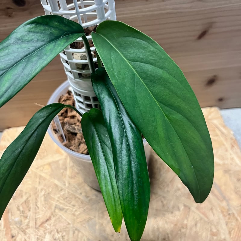 モンステラ クローティ | GREEN LUCK