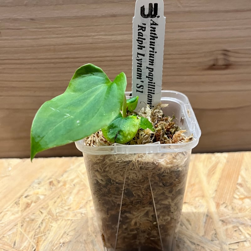 アンスリウム　パピリラミナム×RL 希少株】アンスリウム PAP x RL 斑入り未確認 – RARE PLANTS