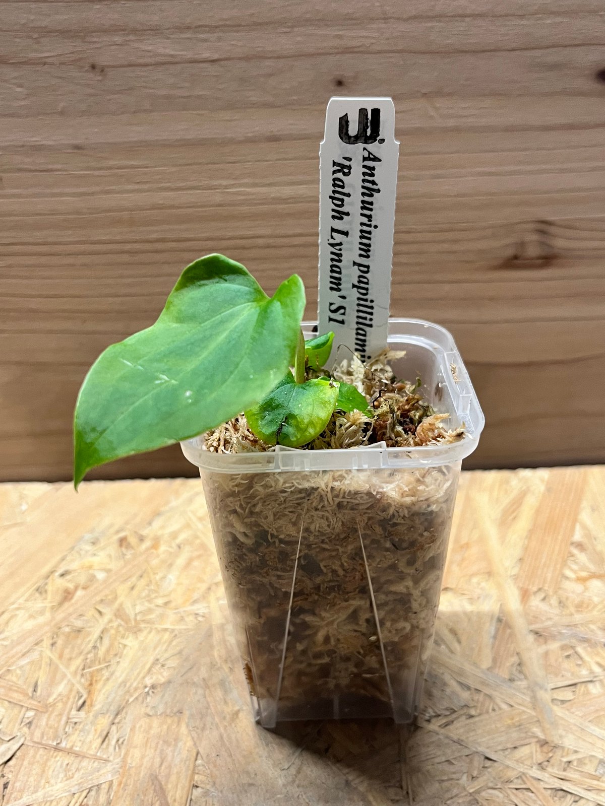 Anthurium Ralph Lynam / アンスリウム・ラルフ・リナム② Anthurium Ralph Lynam / アンスリウム・ラルフ・リナム - メルカリ