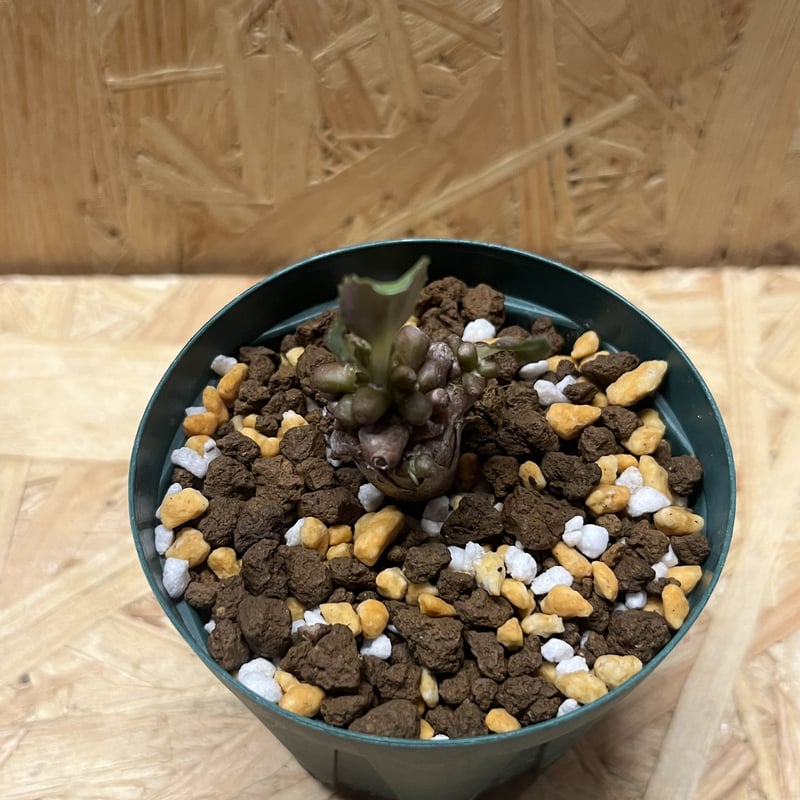 オトンナ アルミアナ | GREEN LUCK