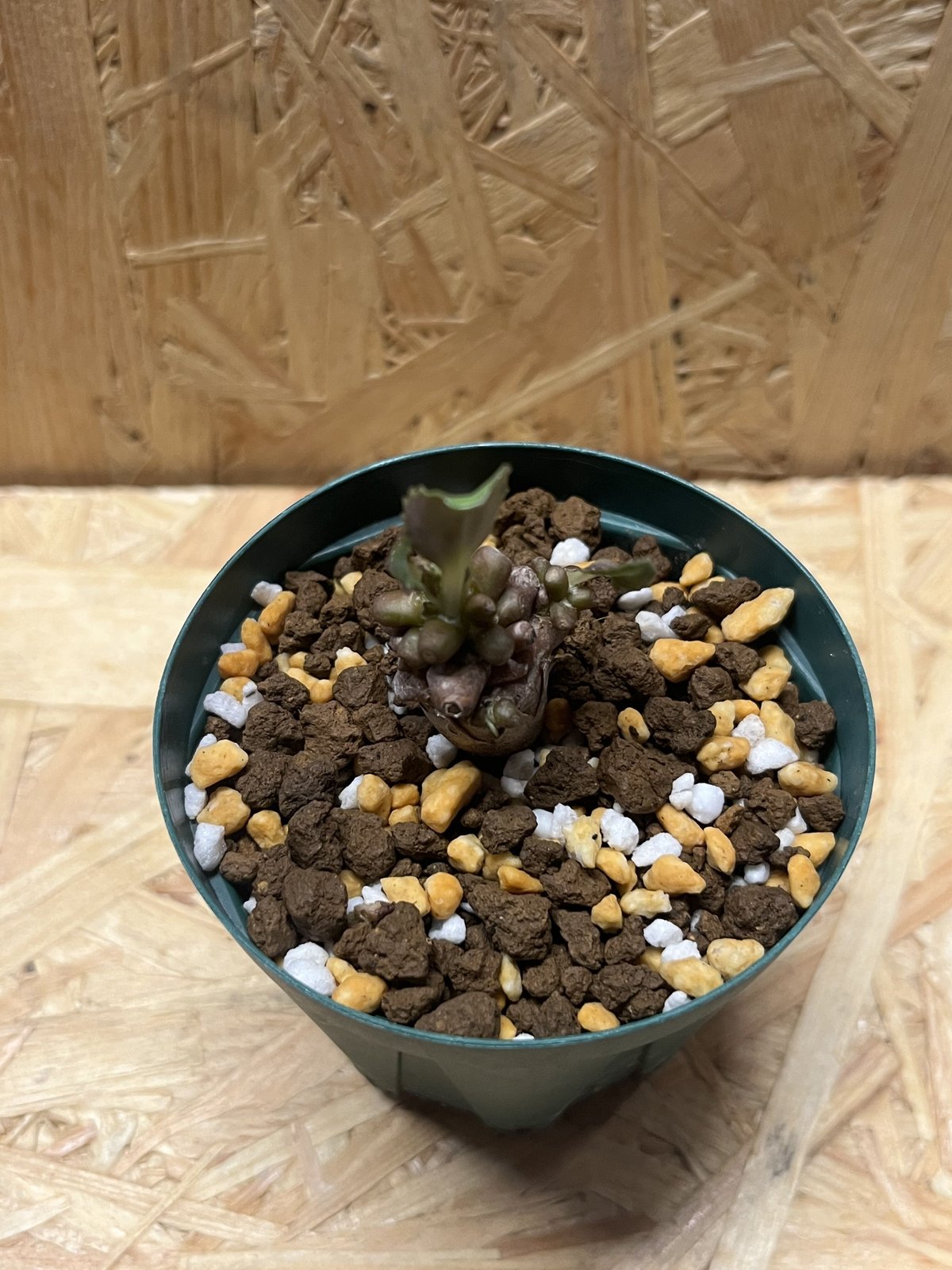 オトンナ アルミアナ | GREEN LUCK