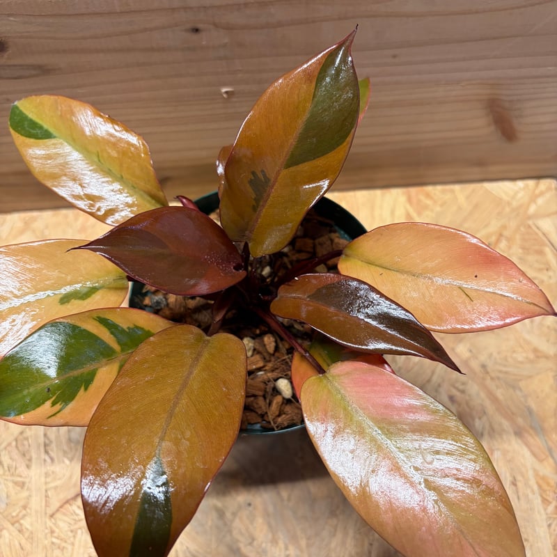 超絶希少 フィロデンドロン ブラウン ビューティー斑入り 超絶希少