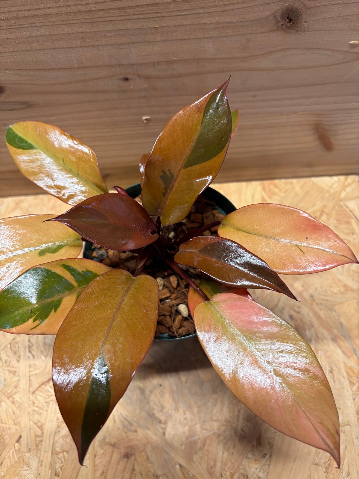 フィロデンドロン　ブラックカーディナル斑入 フィロデンドロン ブラックカーディナル 斑入り | GREEN LUCK