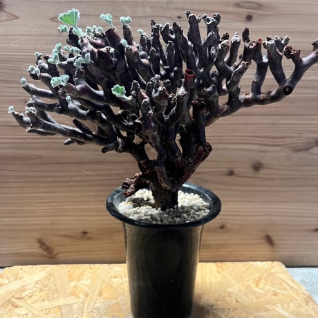 ペラルゴニウムミラビレ | STORES