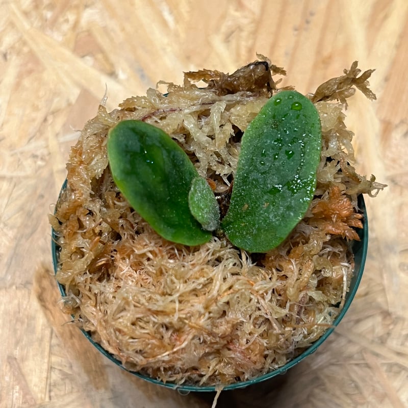 ビカクシダ フィッシュボーン | GREEN LUCK