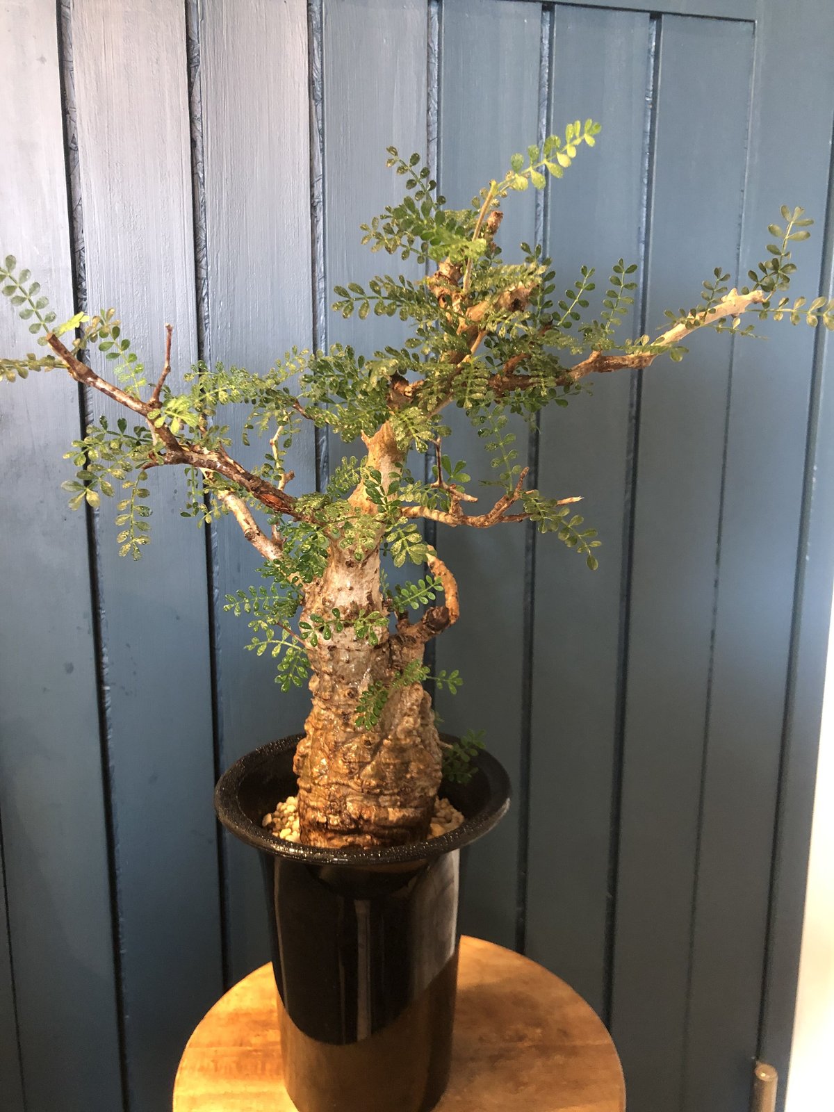 オペルクリカリア パキプス 現地球発根済 1-635