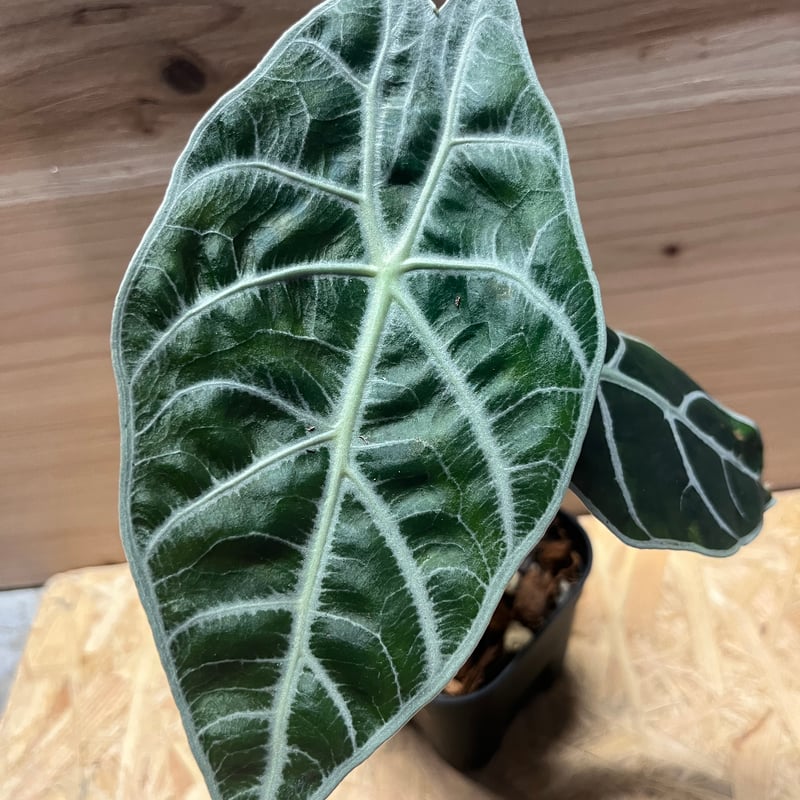 アロカシア ワトソニア ライトニング | GREEN LUCK