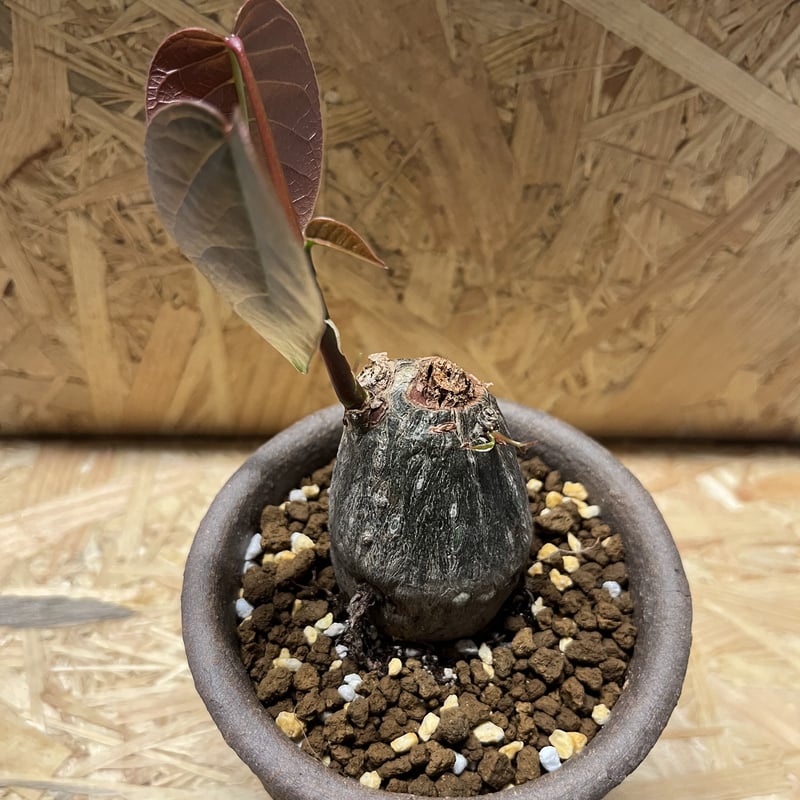 ボンバックス Pseudobombax ellipticum 鉢付発送 プセウド ボンバックス 013 Pseudobombax ellipticum | Sunny