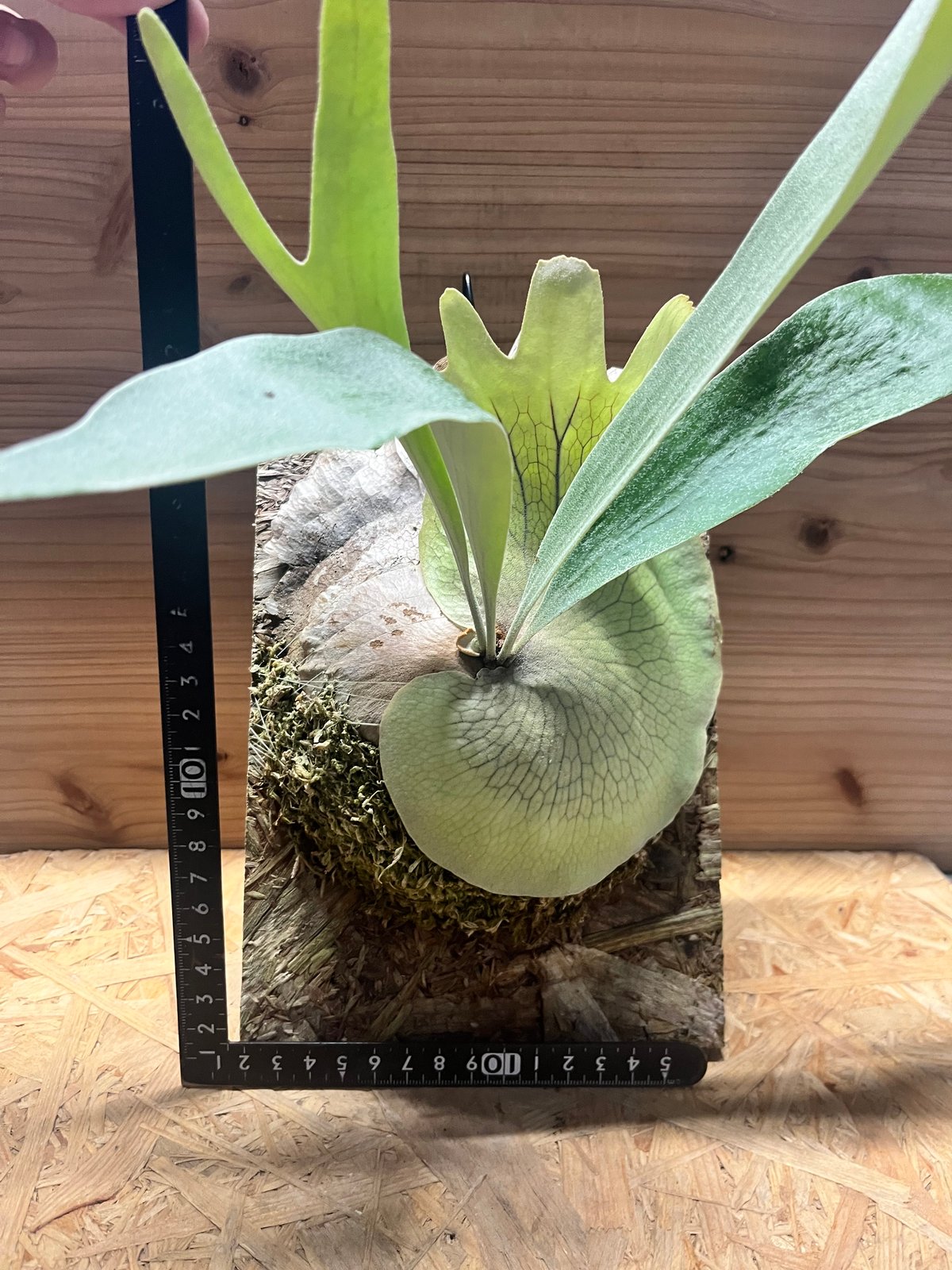 ビカクシダ ベイチー AR 4 ビカクシダ ベイチー×E-1 | GREEN LUCK