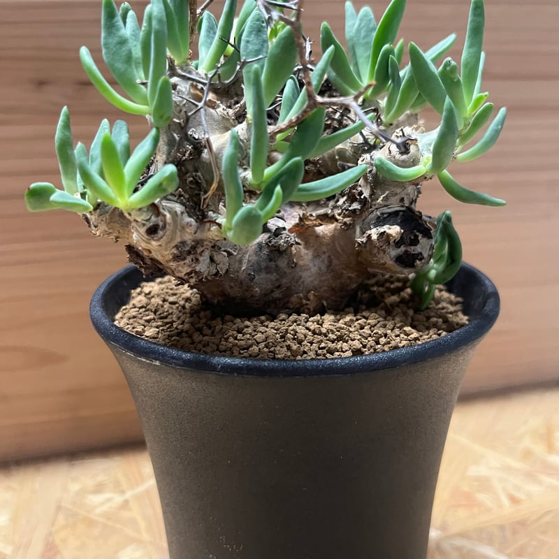 チレコドン レティキュラーツス 万物想 | GREEN LUCK