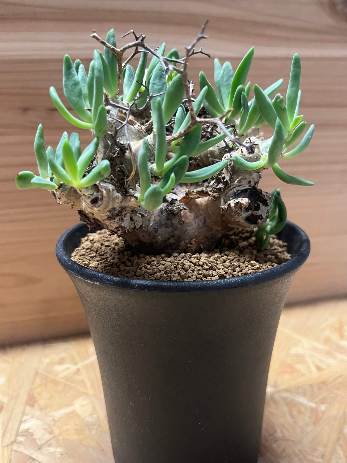 チレコドン レティキュラーツス 万物想 | GREEN LUCK