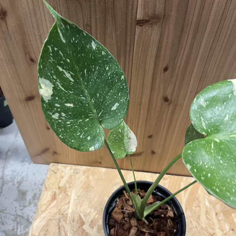 斑入りモンステラ イエローモンスター 10 | GREEN LUCK