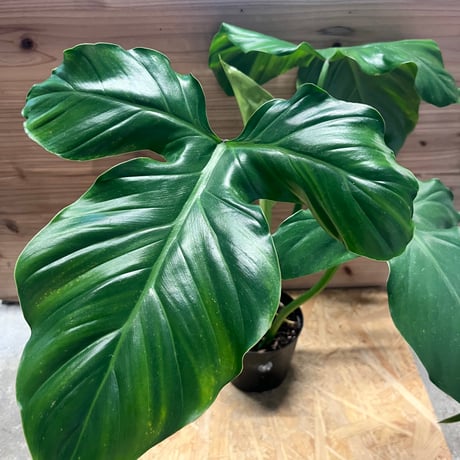 フィロデンドロン | STORES