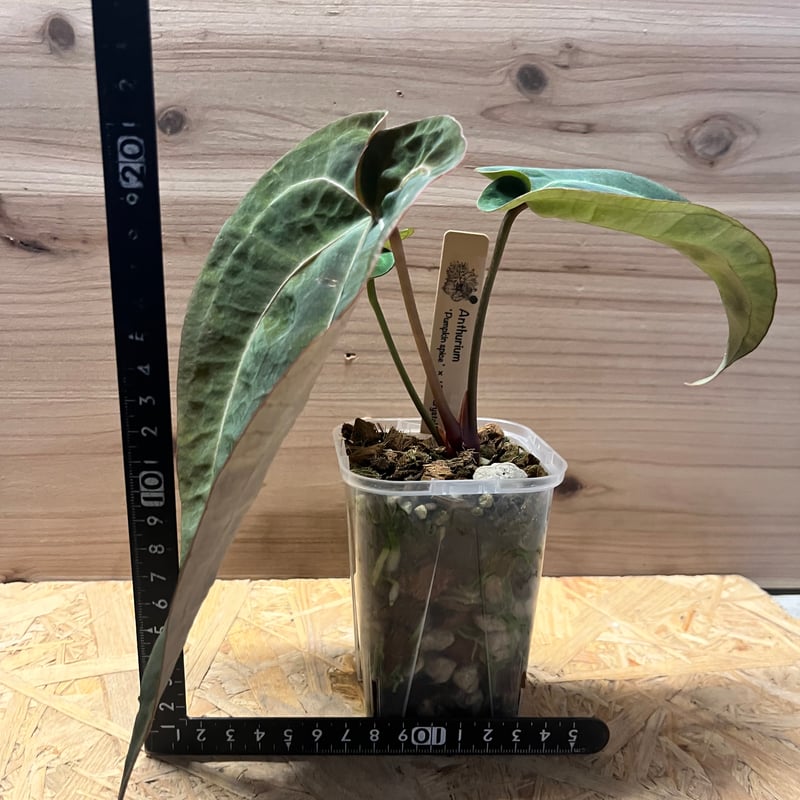 アンスリウム パンプキンスパイス×レッドクリスタル | GREEN LUCK