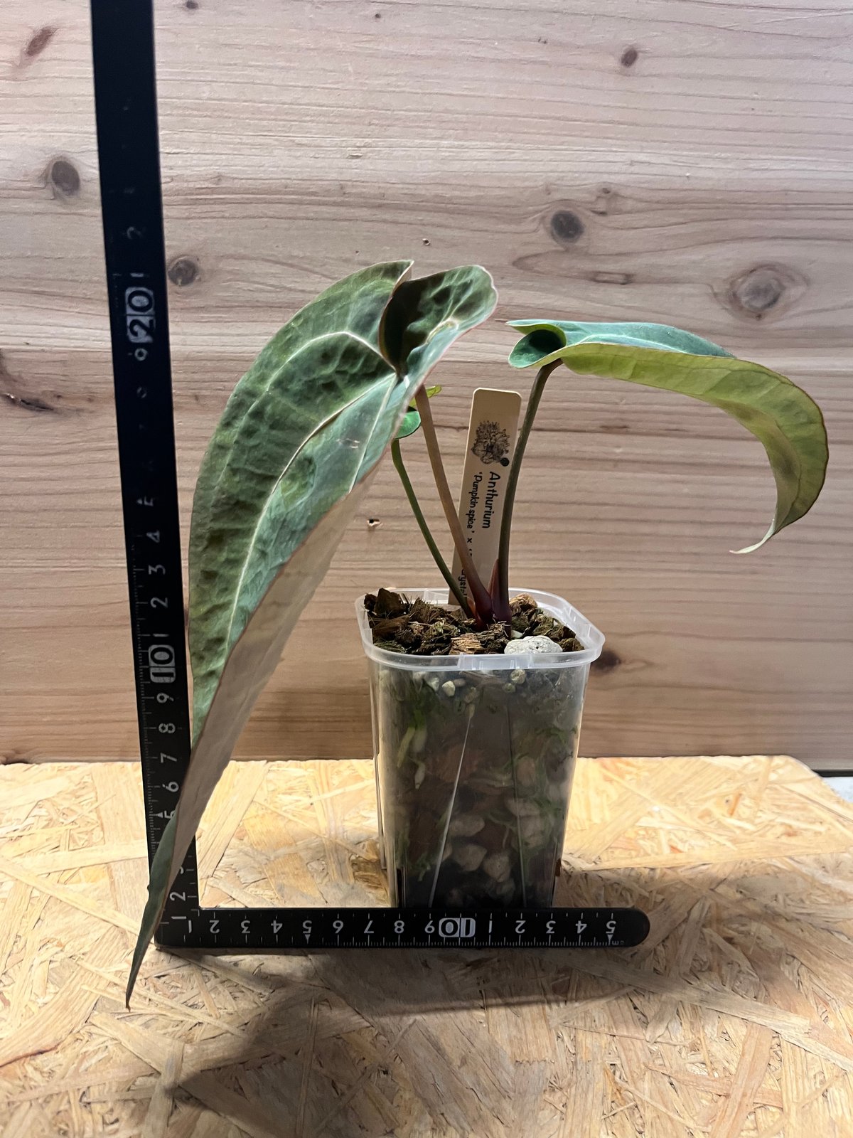 アンスリウム パンプキンスパイス×レッドクリスタル | GREEN LUCK