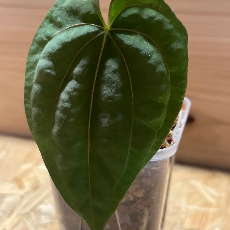 アンスリウム ドレスレリー ダーク | GREEN LUCK