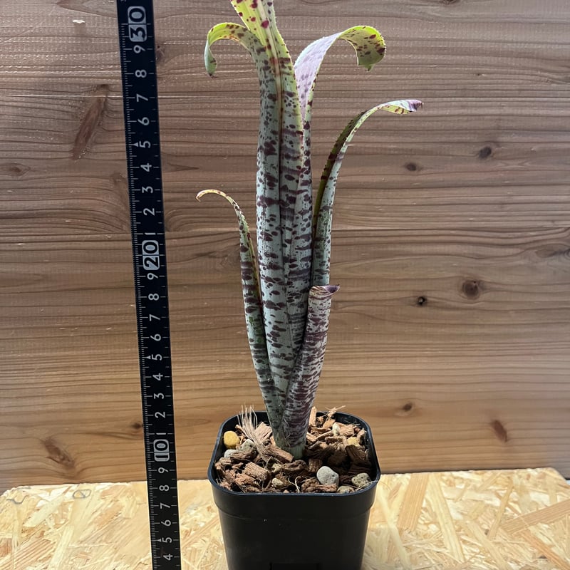 ケスネリア マルモラータ ラファエルオリベイラ | GREEN LUCK