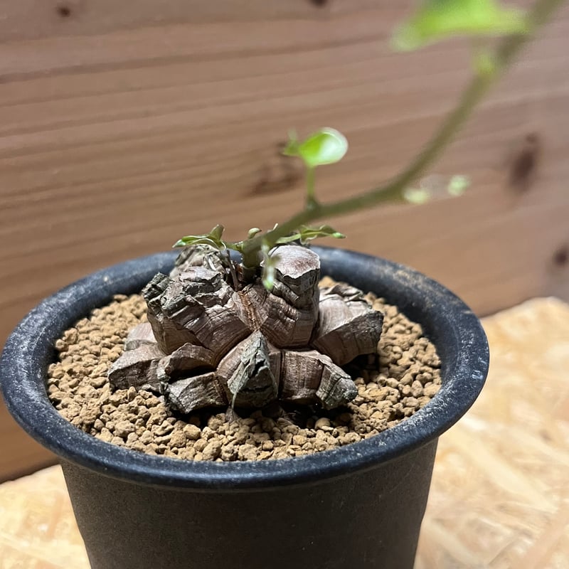 亀甲竜 ディオスコレア エレファンティペス | GREEN LUCK