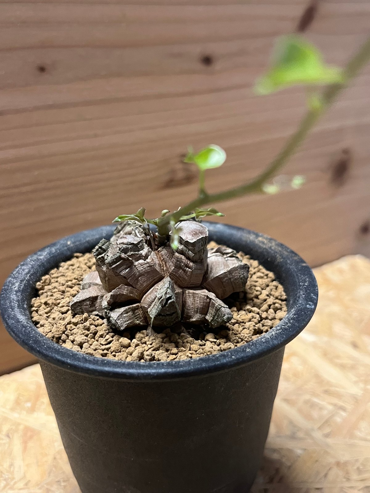 亀甲竜 ディオスコレア エレファンティペス | GREEN LUCK