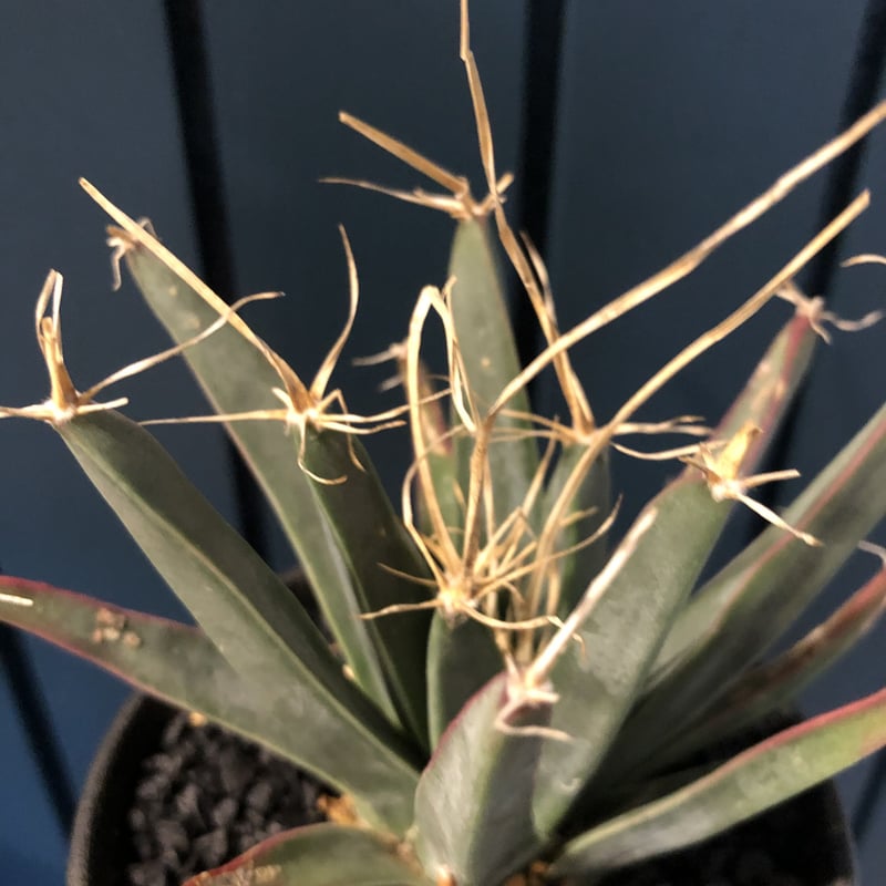 レウクテンベルギア 晃山 | GREEN LUCK