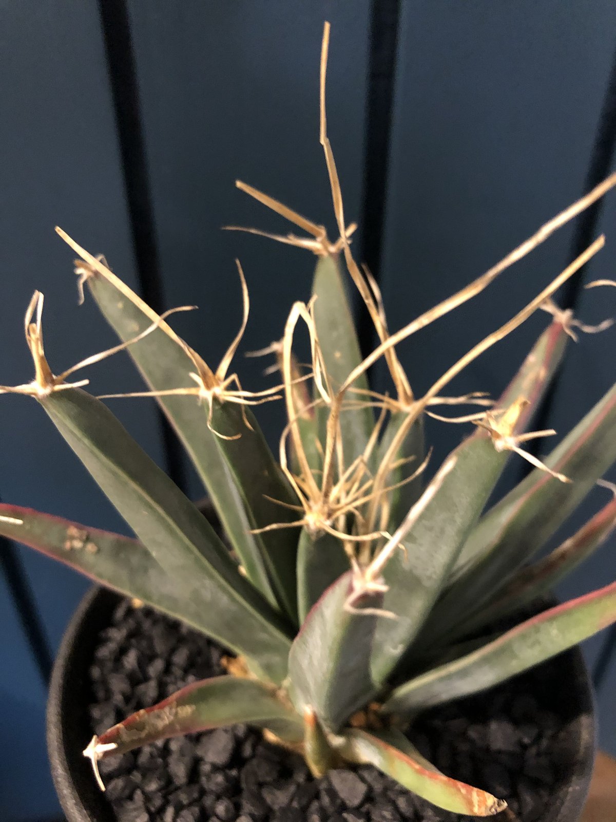 レウクテンベルギア 晃山 | GREEN LUCK