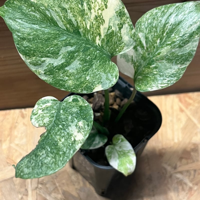 モンステラ デリシオーサ 'レガシー' | GREEN LUCK
