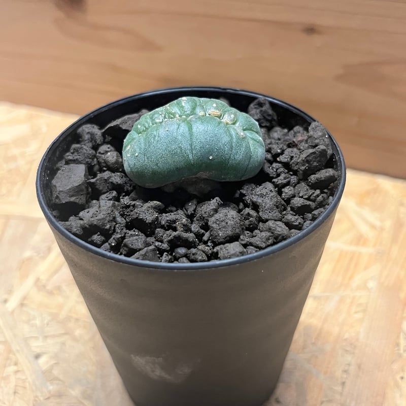 ロフォフォラ 鳥羽玉 綴化 | GREEN LUCK